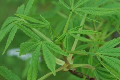 Aesculus hippocastanum 'Digitata' - jírovec maďal 'Digitata' - jarní listy